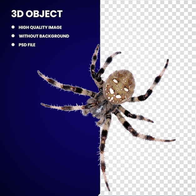 PSD 3d europese tuinspinnen barn spinnen insect wolf spinnen