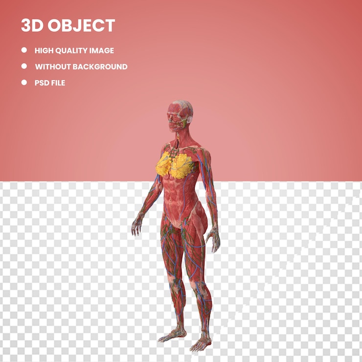 PSD 3d анатомия женского тела без кожи