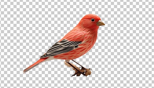 PSD a 3d finch