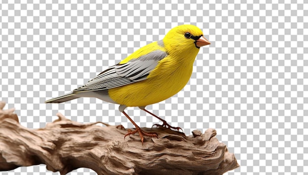 A 3d finch