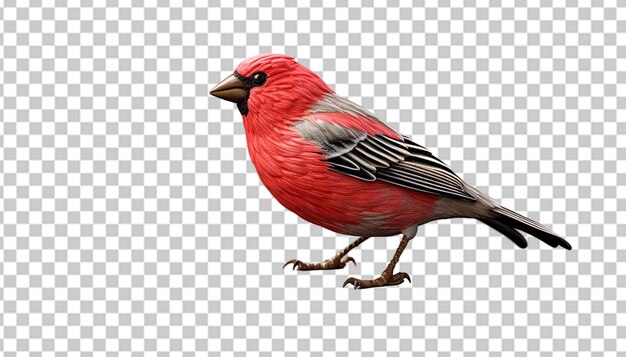 PSD a 3d finch