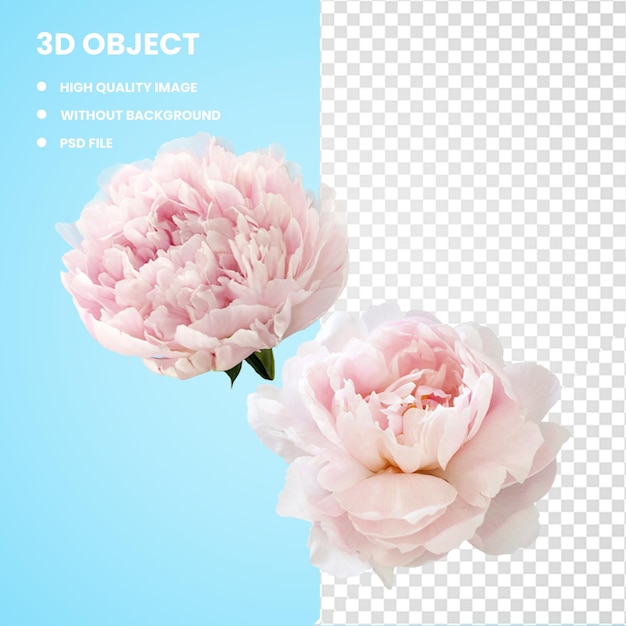 3d Садовые розы Пион Centifolia розы Цветок