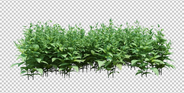 3D-gengivelse af gruppe af planter isoleret