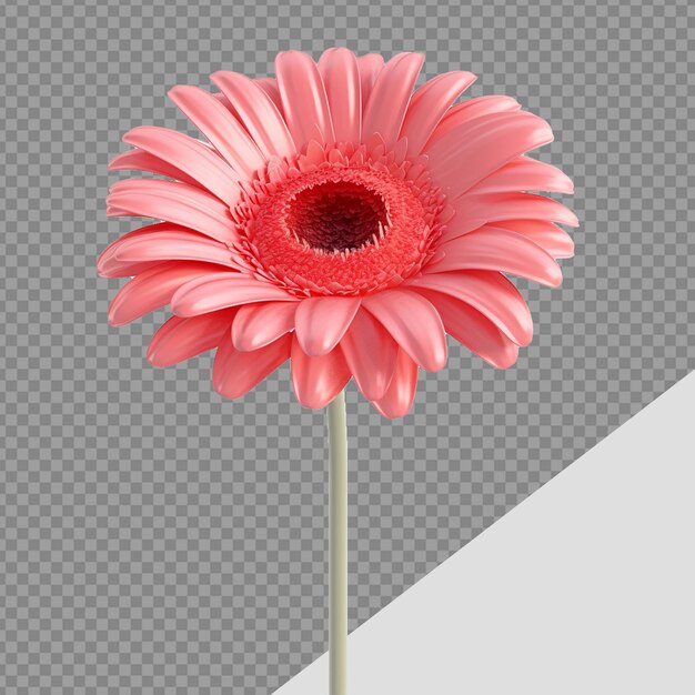 PSD 3d gerbera flower png изолирован на прозрачном фоне