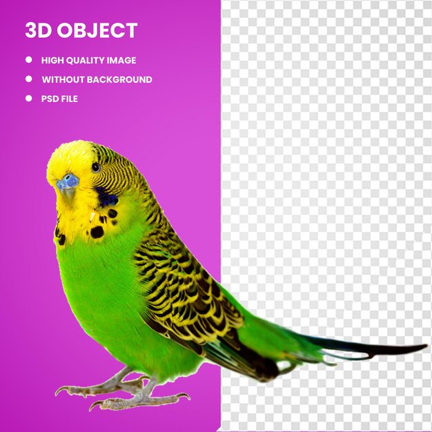 PSD 3d 緑と黄色のパリケット