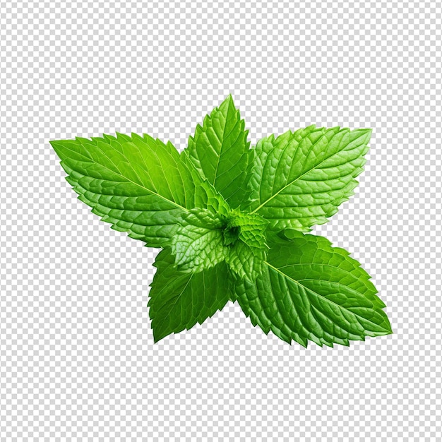 PSD foglia verde 3d isolata su sfondo trasparente png