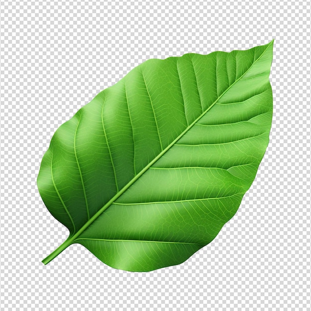 3d green leaf isolated on transparent background