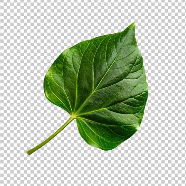 3d green leaf isolated on transparent background