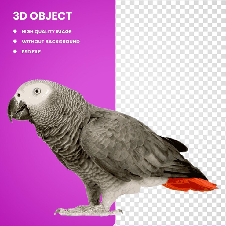 PSD 3d grey parrot bird budgerigar