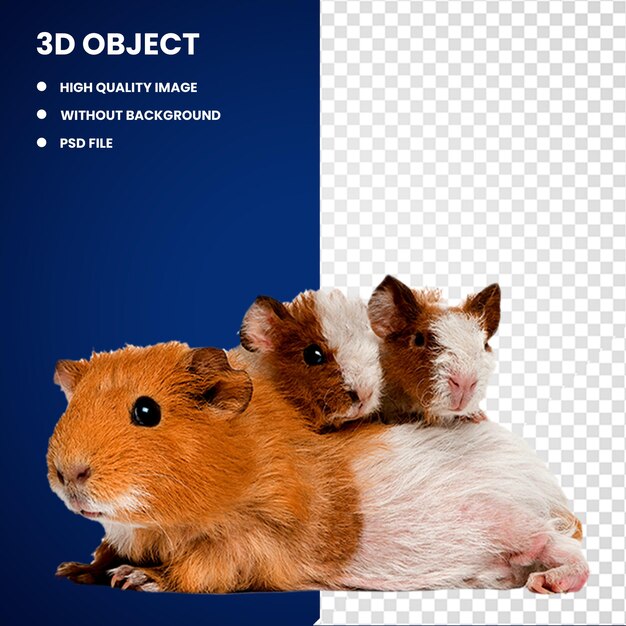 PSD 3d guinea pig mouse rodent hamster