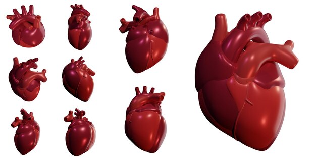 PSD 3d heart model anatomical cardiac illustration