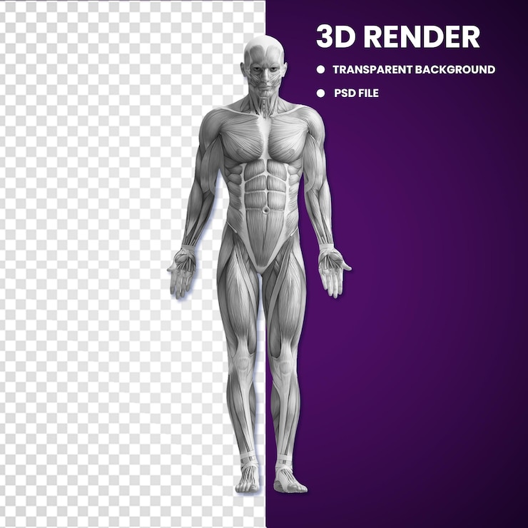 PSD объект мышц человеческого тела 3d