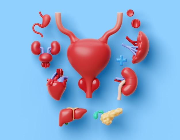 PSD 3d human body parts background