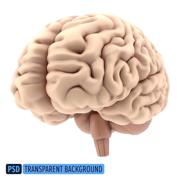 PSD 3d human brain on a transparent background