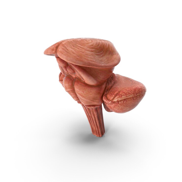 PSD 3d human brain with realistic details highquality medical brain model neuroscience and anatomy