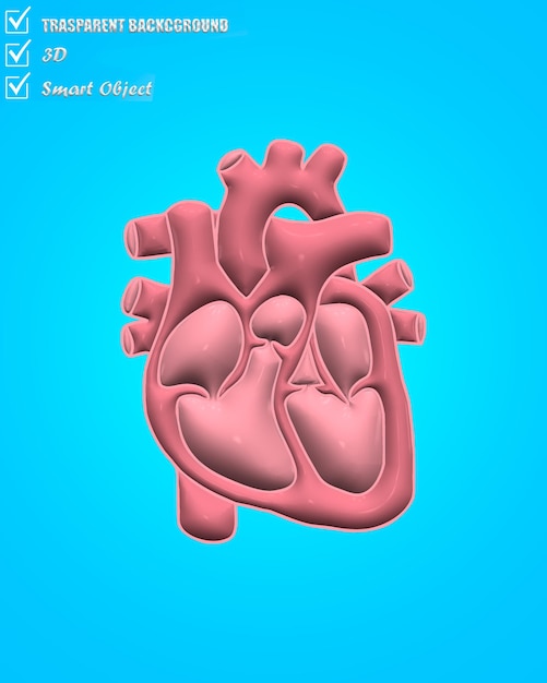 3d human heart smart object