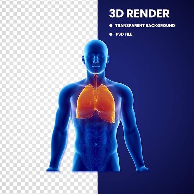 PSD 人間の肺オブジェクト3dモデル