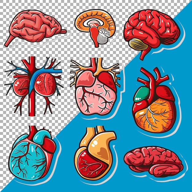 PSD 3d human organs set sticker stijl over transparante achtergrond ai gegenereerd