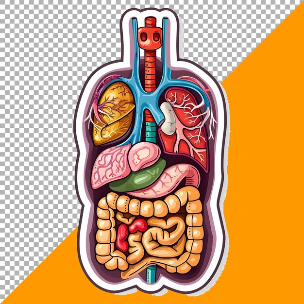 PSD 3d human organs set sticker style over transparent background ai generated