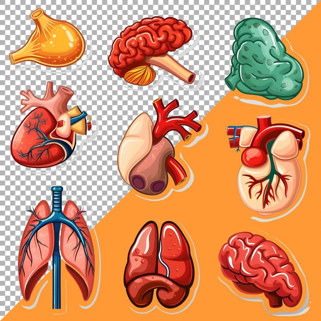 3d organi umani impostati in stile adesivo su sfondo trasparente ai generato