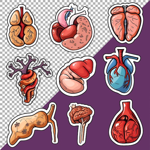 PSD 3d human organs set sticker style over transparent background ai generated