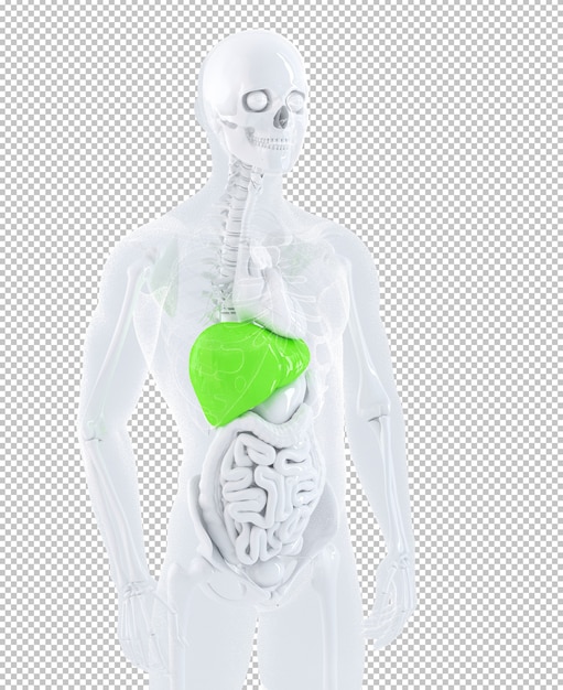 PSD 3d illustratie van een mannelijke anatomie gericht op mannelijke lever