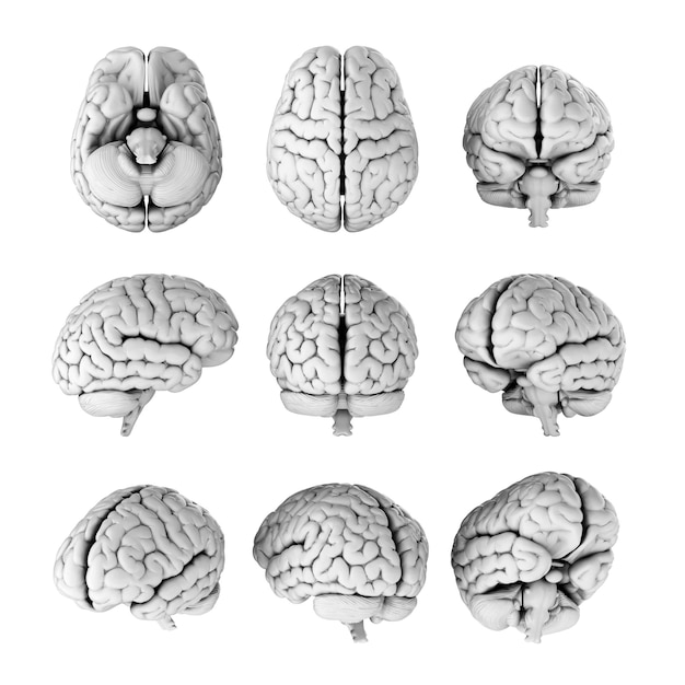 3d illustratie van het menselijk brein in verschillende hoeken geïsoleerd op transparante achtergrond