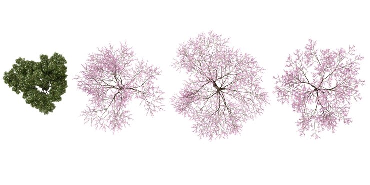 PSD 3d illustration of albiziacerasus trees on transparent background from the top view