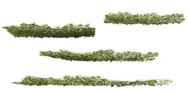 3d illustration of a hedera creeper plants on transparent background from the top view