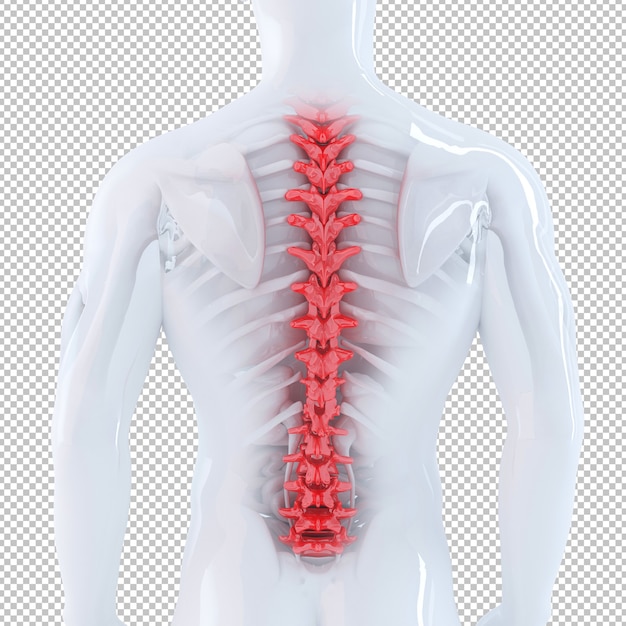 3d illustration of human spine