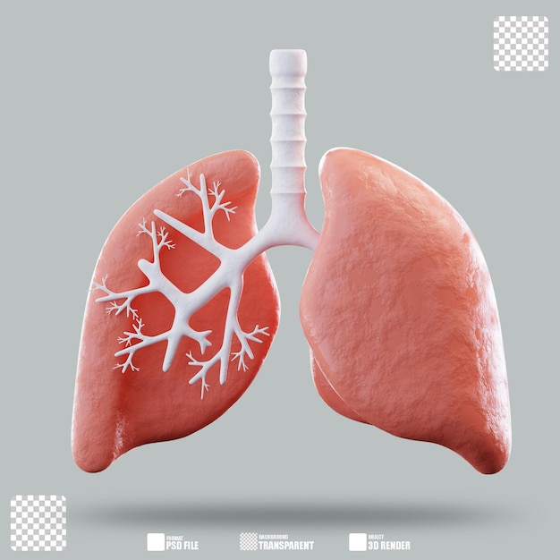 3d illustration lungs