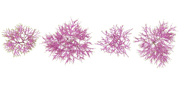 3d illustration of cercis trees on transparent background from the top view