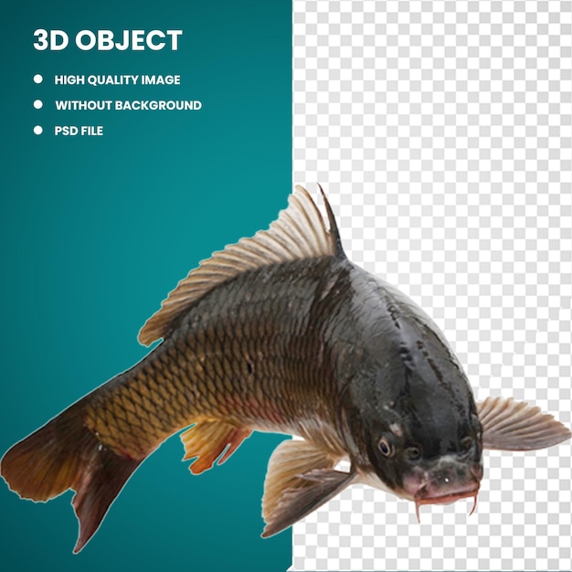 PSD pesca di carpa 3d koi goldfish