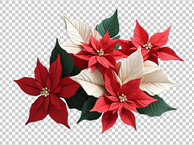 3d Kwiat Poinsettia Xmas Na Przezroczystym Obiekcie