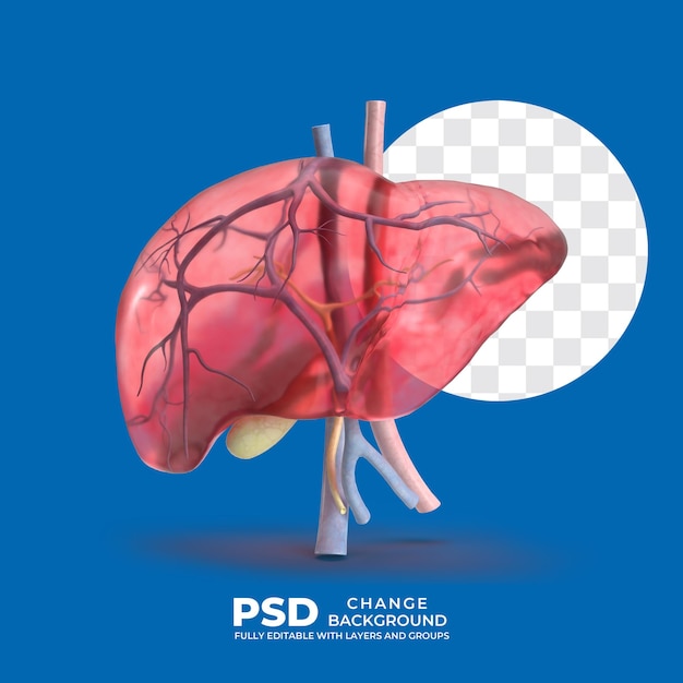 3d Ludzka wątroba Struktura anatomii wątroby Koncepcja narządów wewnętrznych