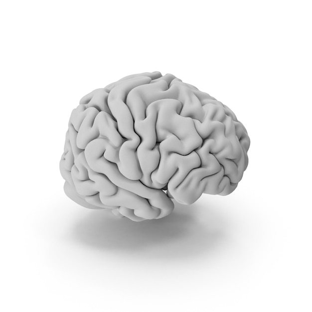 3D ludzki mózg z realistycznymi szczegółami Wysokiej jakości medyczny model mózgu Neurobiologia i anatomia