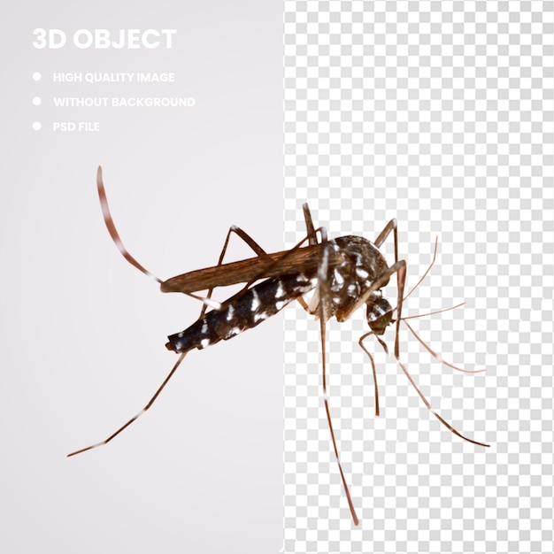 PSD 3d 沼地の蚊 マラリア 蚊が媒介する病気 蚊のコントロール