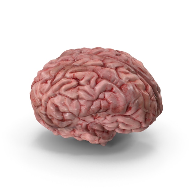 3D menselijke hersenen met realistische details Hoogwaardige medische hersenmodel Neuroscience and Anatomy