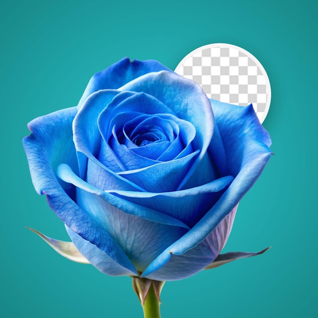 PSD 3d metallic rose on transparent background