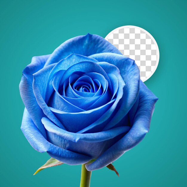 PSD 3d metallic rose on transparent background