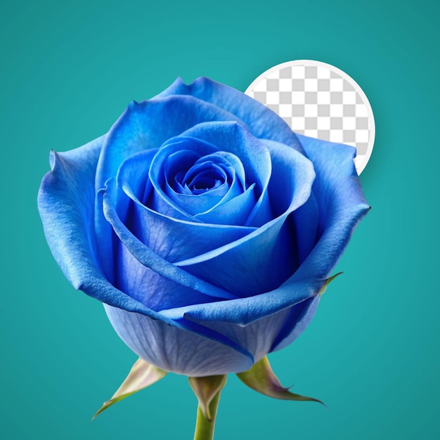 PSD 3d metallic rose on transparent background