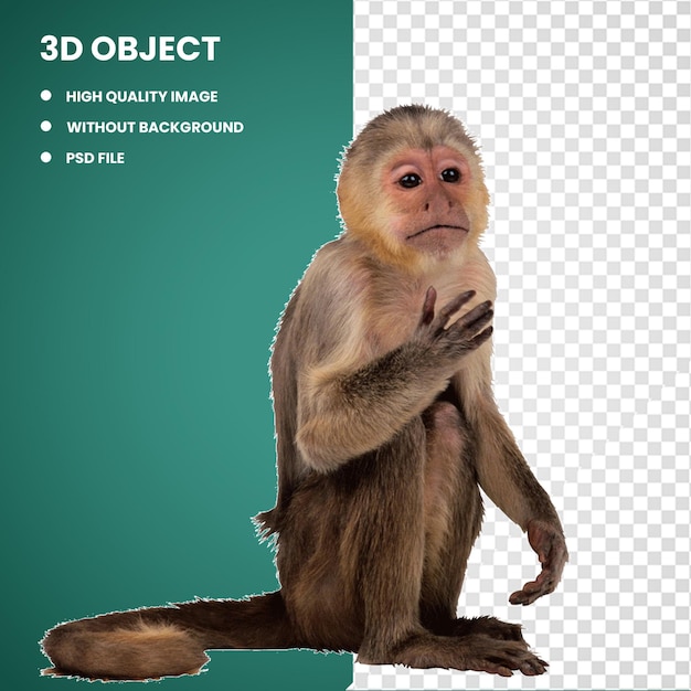 3d New World monkey Primate Simia Capuchin monkey