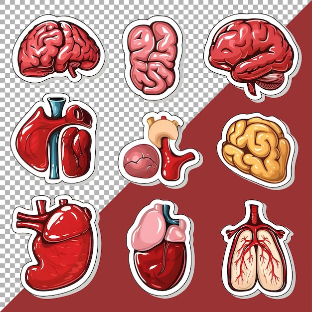 PSD 3d organy ludzkie ustawione w stylu naklejki na przezroczystym tle ai generowane