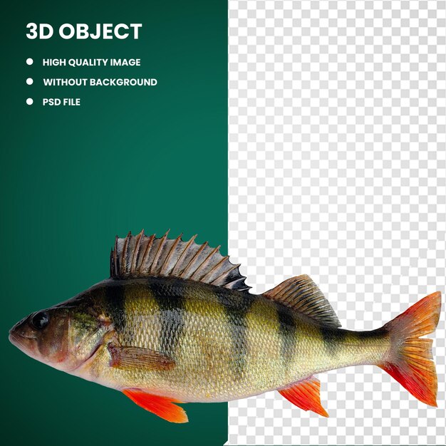 PSD 3d perch europejski rybołówstwo żółty perch graphy mangrove