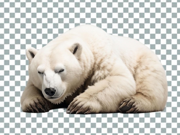 3d polar bear polar bear kodiak bear ursinae