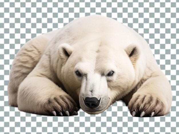 PSD 3d polar bear polar bear kodiak bear ursinae