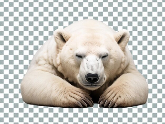 PSD 3d polar bear polar bear kodiak bear ursinae