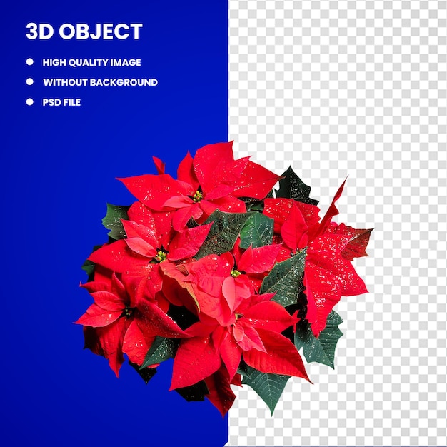 3d red poinsettia flowers winter rose