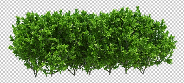 3d Render Brush Tree Isolated  on white