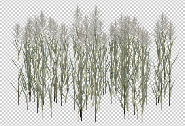 3d render brush tree isolated  on white